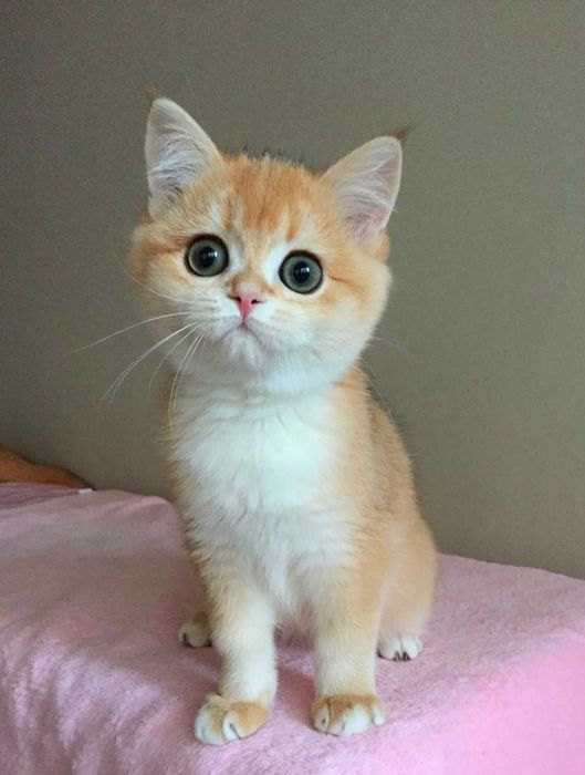 Kocurek szkocki, color złota szynszyla