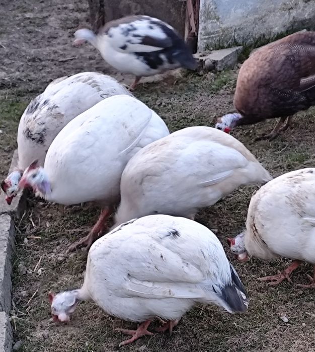Jaja Perlicze jajka perliczki lęgowe