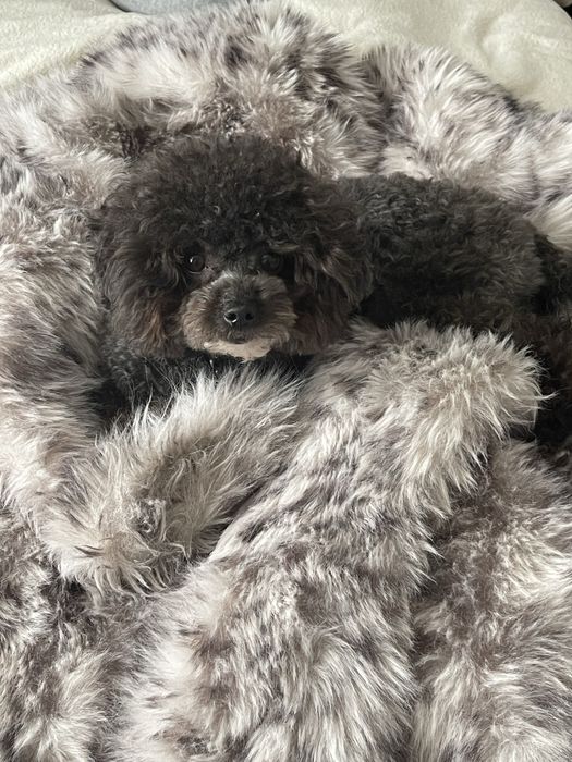 еко( штучна ) шуба довга