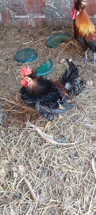 Galos Pekin Várias Cores