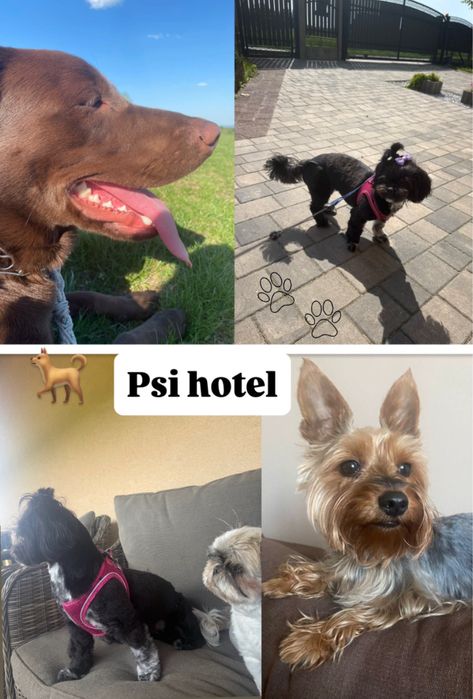 Opieka nad psem i kotem/ psi hotel