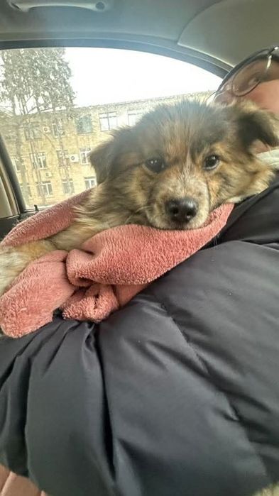 Маленька собачка в добрі руки
