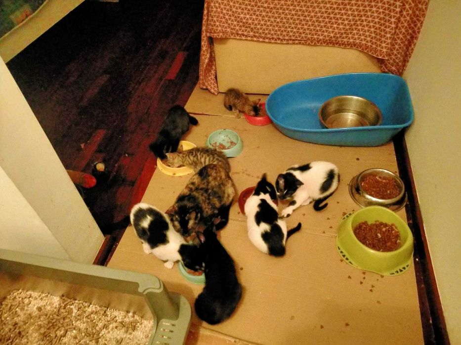 Gatinhos para adoção