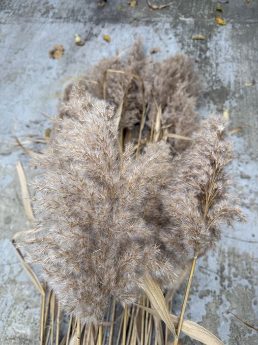 Пампасна трава, очерет, комиш