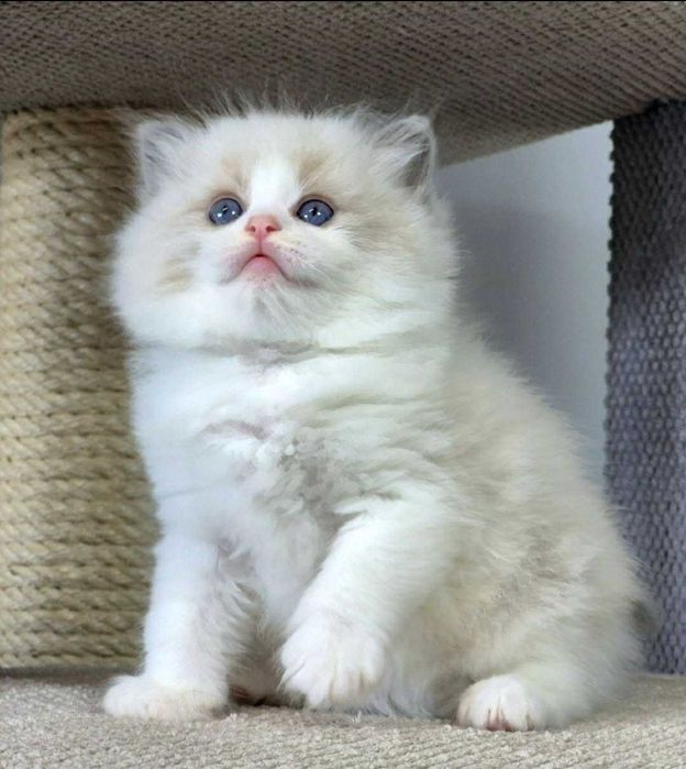 Ragdoll Kocurek Niebieski bikolor z rodowodem