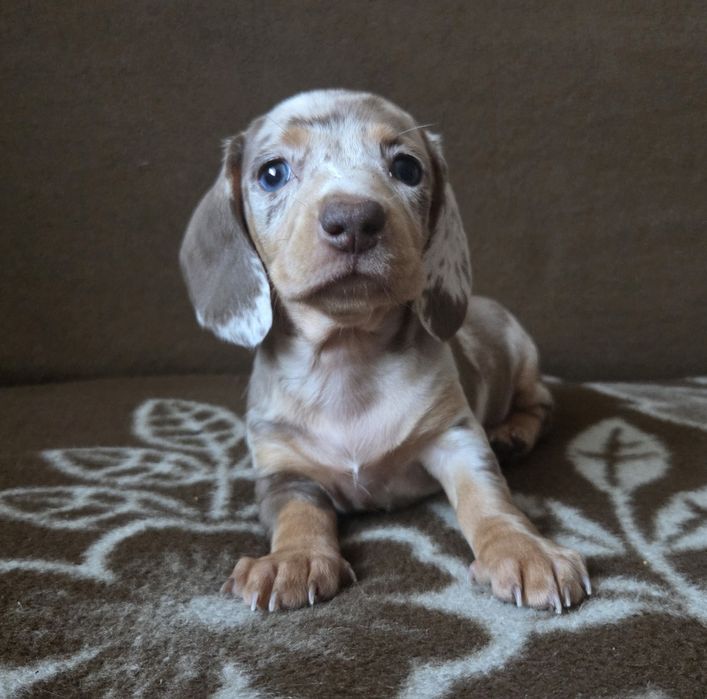 Jamnik miniaturowy suczka Emi