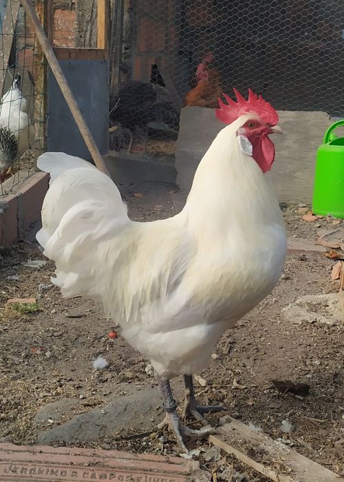 Ovos Galados da raça La Bresse Gauloise