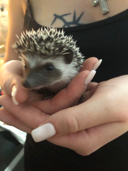 Młode Jeżyki Pigmejskie z Domowej Hodowli