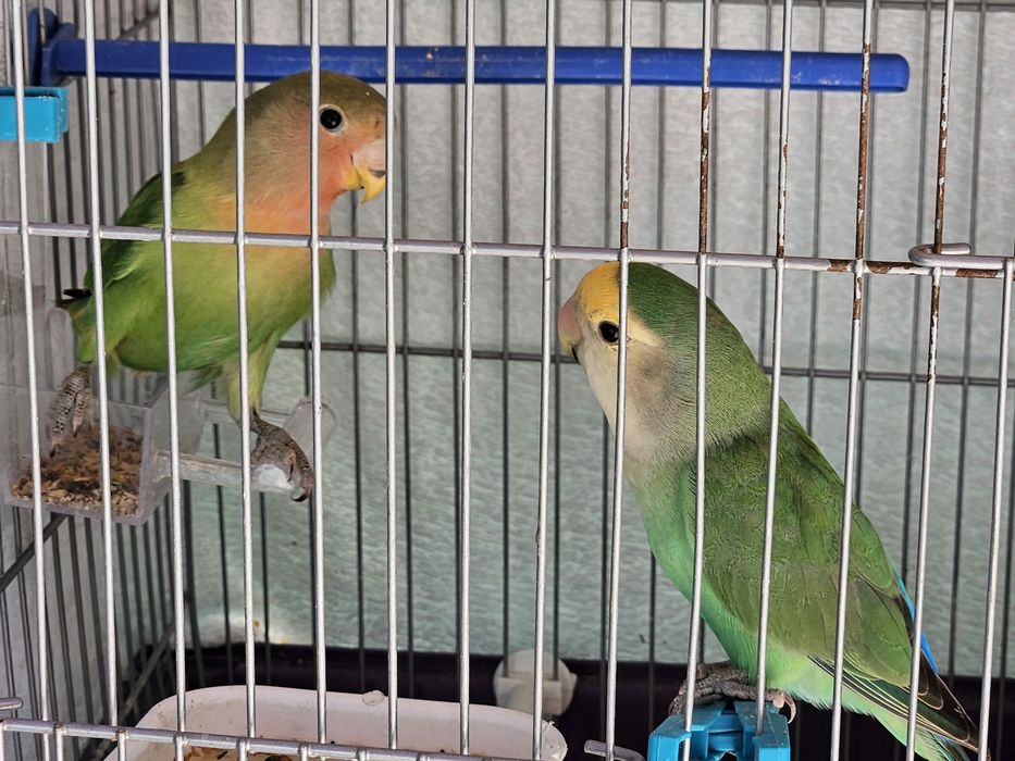 Vendo 2 Agapornis com gaiola