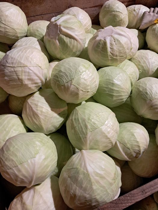 Sprzedam kapustę białą