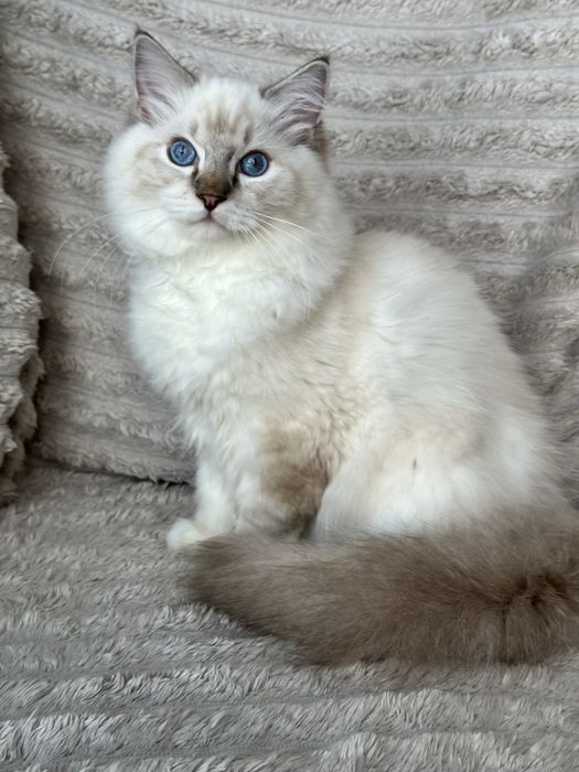 Kocurek Ragdoll seal mitted lynx