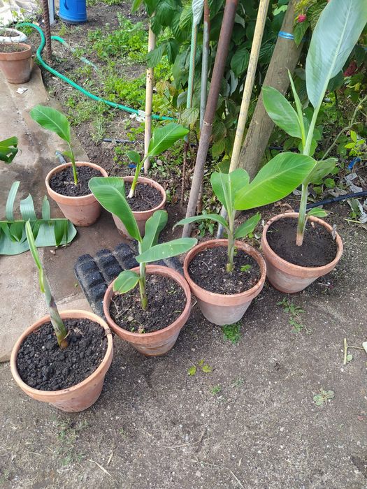 Potted and rooted banana plants. Apple banana