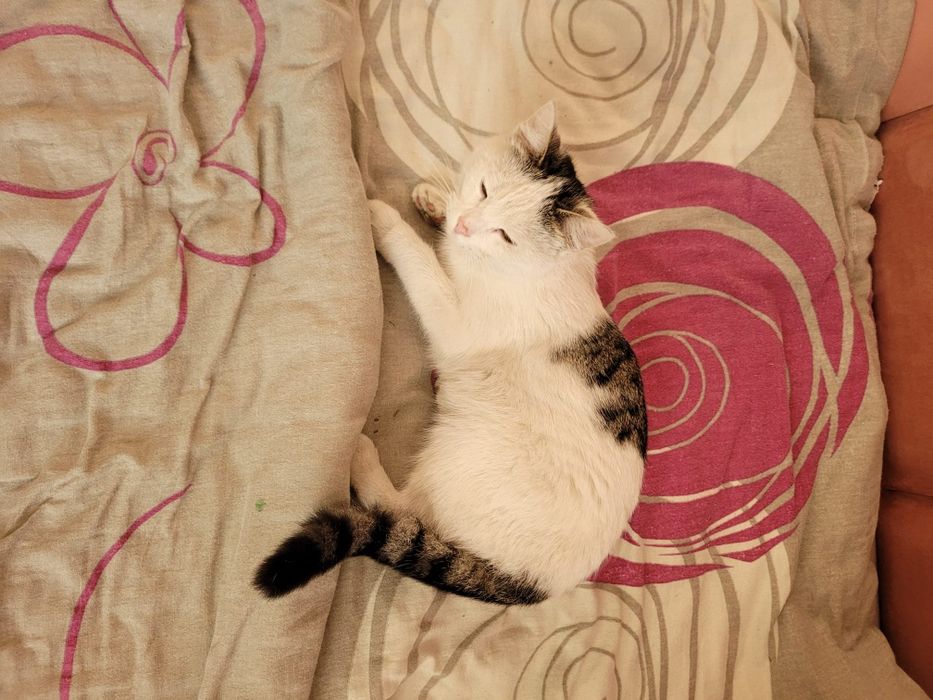 Kot kotka kociąt za darmo