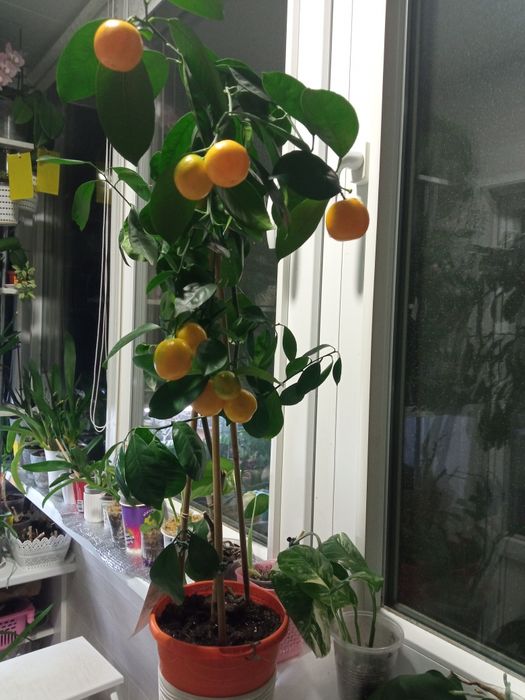 Кімната рослина Калемондин