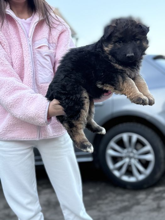 Довгошерстні вівчарки
