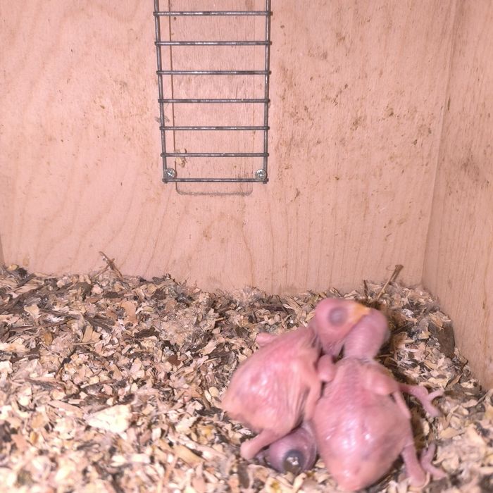 Para criar a mão, ring neck