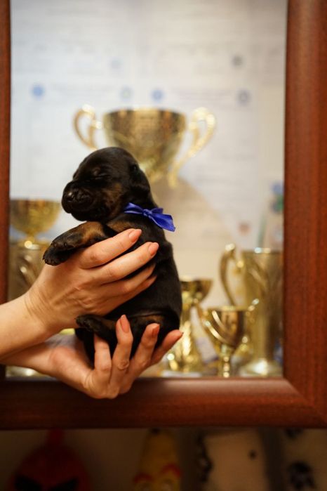 Щенки добермана бронь