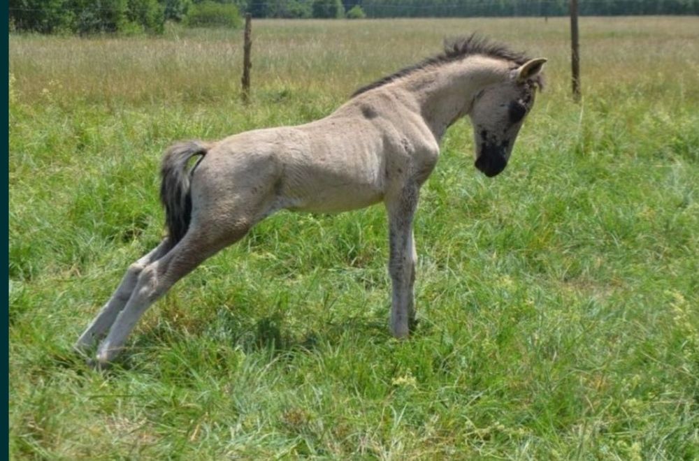 nowa cena Ogierki i kłaczki konika polski likwidacja stada ego