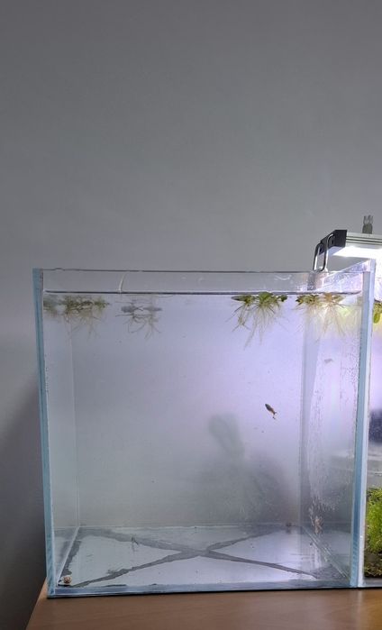 Aquário cubo Vidro Extra Claro 25 x 25 x 25cm 15L 5 Guppys de oferta