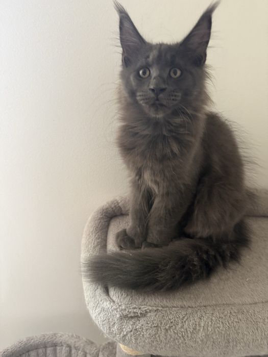 Gatinha Maine Coon