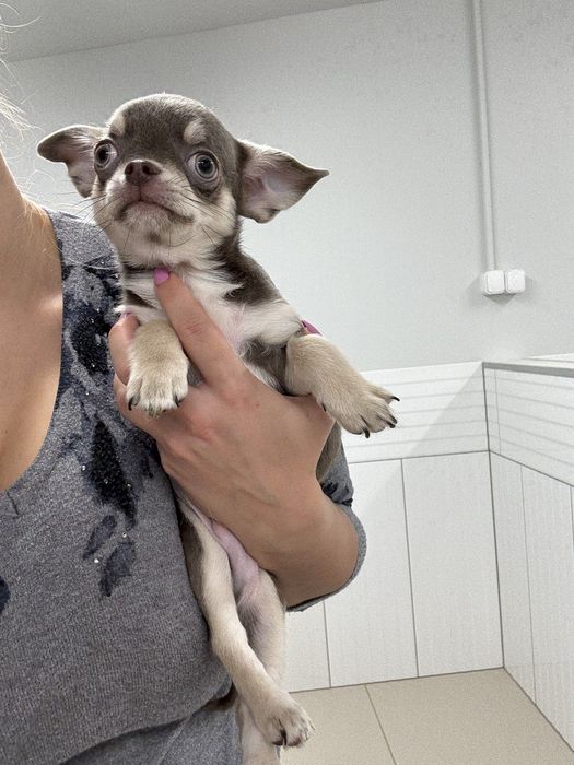 Chłopczyk chihuahua FCI