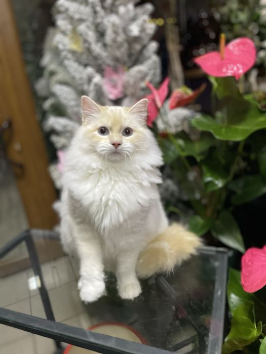 Котёнок, котик, кошеня, регдолл, рэгдолл.