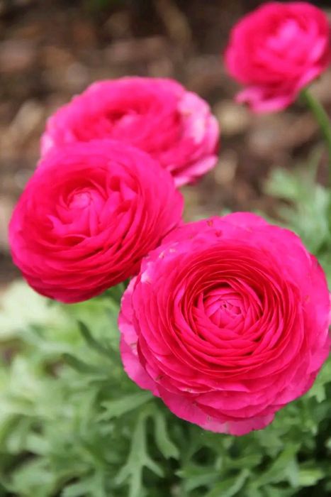 Ранункулюс лютики жовтець