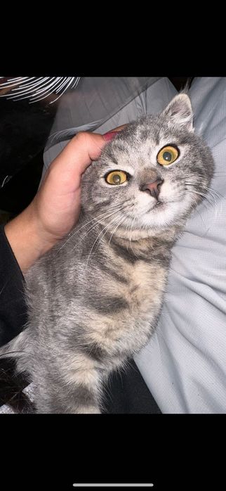 Котик висловухий