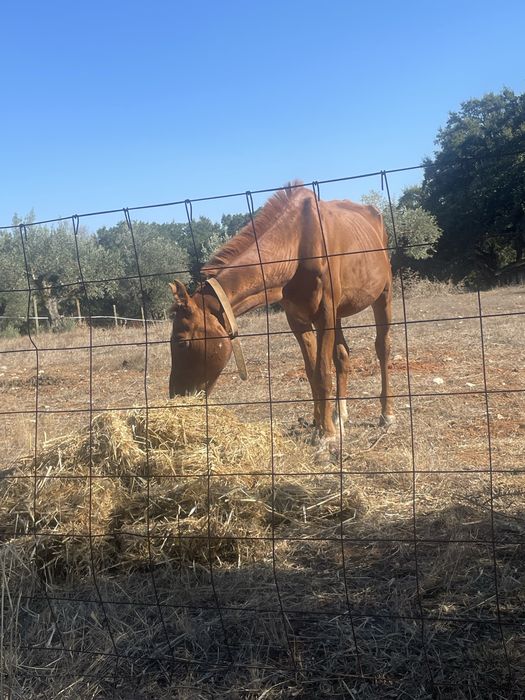 Vendo cavalo inteiro manso