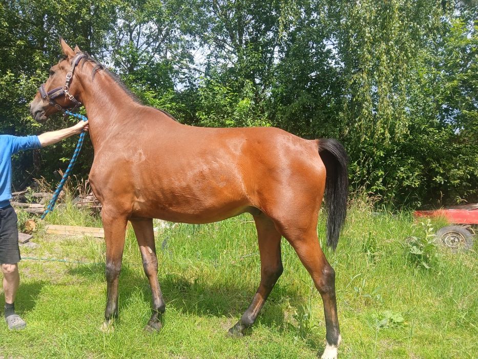 Wałach  11lat 170cm