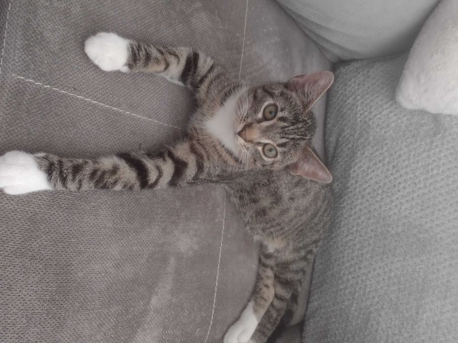 Kubuś  bardzo miłosny ,ułożony kociak