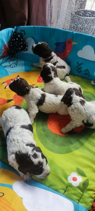 Lagotto Romagnolo -hod.Green Marina FCI/ZKwP