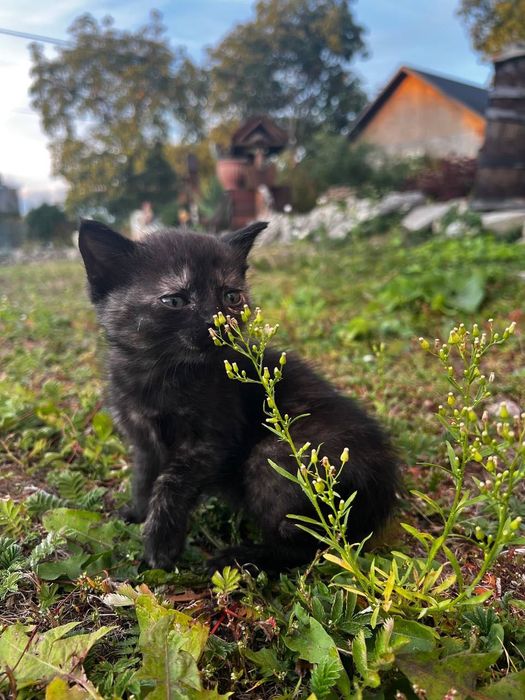 Відамо в хороші руки кошенята