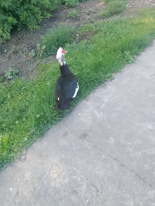 Sprzedam kaczora piżmówka