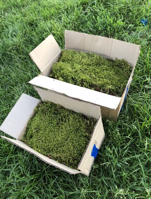 Лісовий живий мох