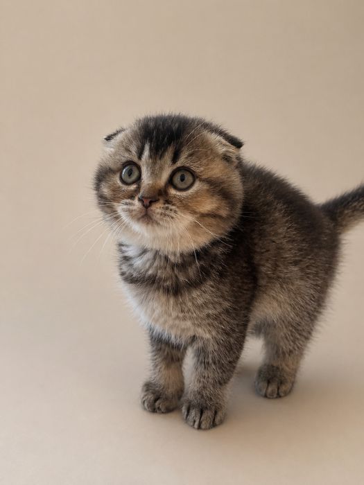 Шотландські кошенята