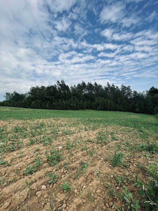 Działka rolna o powierzchni 1,6 ha – Użranki, Mazury. Z MOŻLIWOŚCIĄ WYDZIELENIA SIEDLISKA. - Widok 3