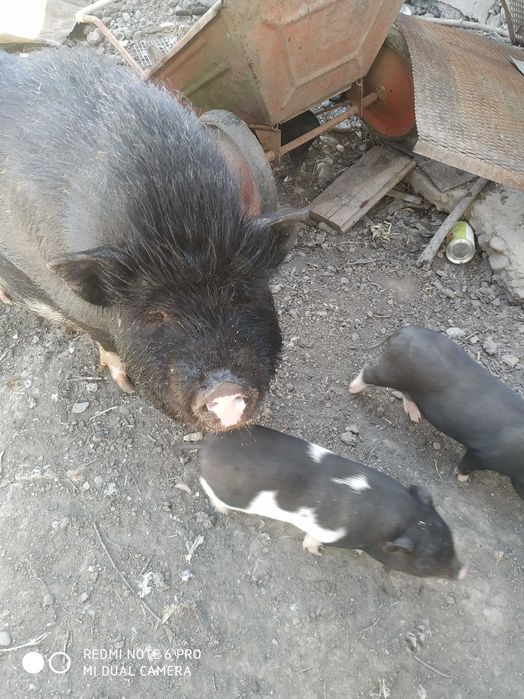 В*єтнамські поросята .льошки з поросятами