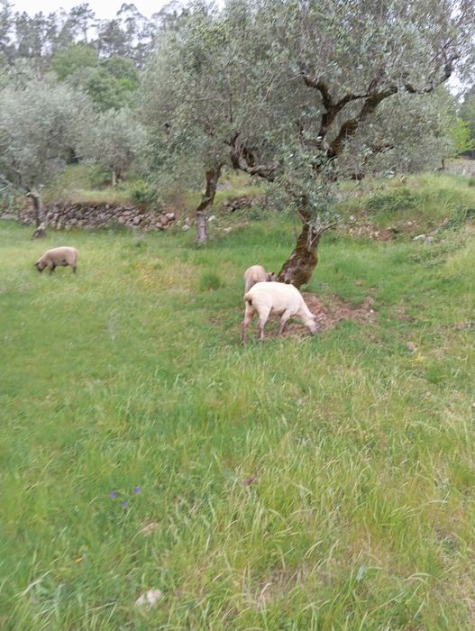 Ovelhas vendo ou troco