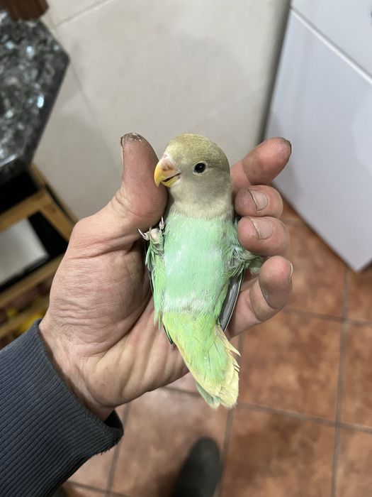 Agapornis domesticados