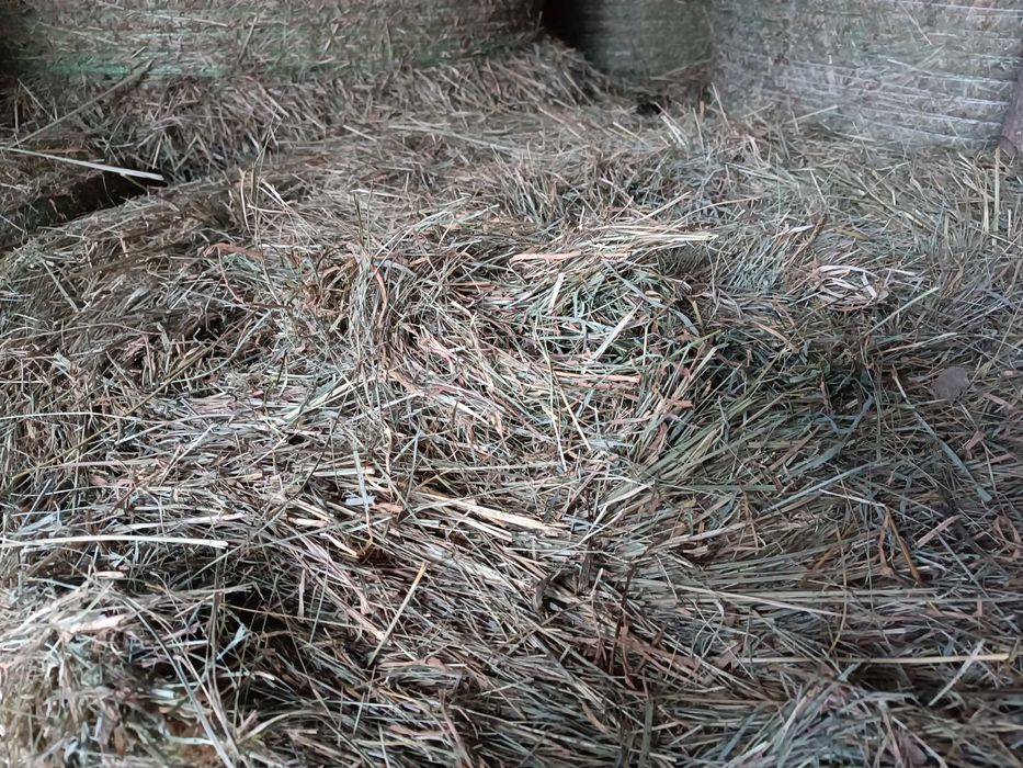 Sprzedam Siano w belach