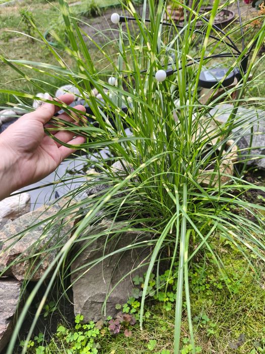 Осока трьохроздільна, Ред Барон, міскантус зебріна карликова