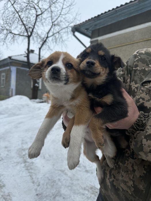 Віддамо у хороші руки дівчаток цуценяток