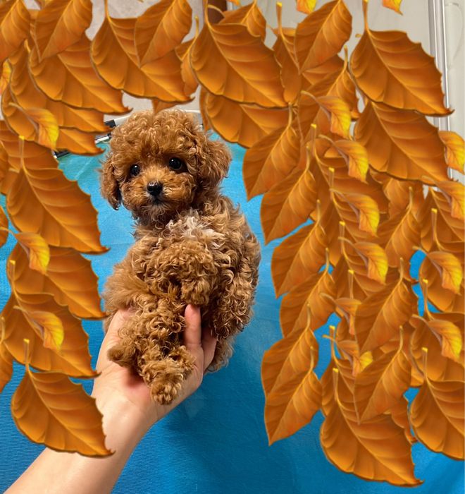 VIP!Личко беби фейс Новотипна міні той. Батьки Китай.