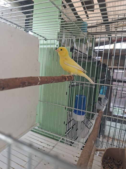 Kanarkii samice harcerskie