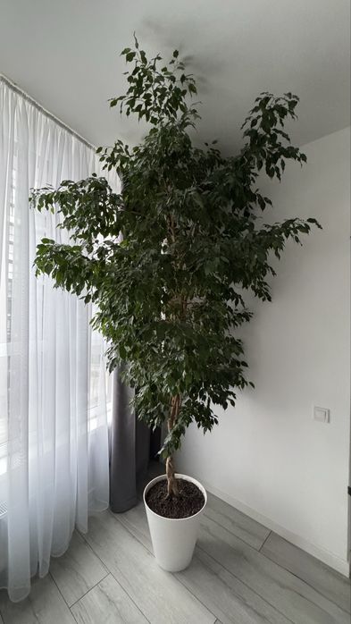 Продам фікус бенджамина