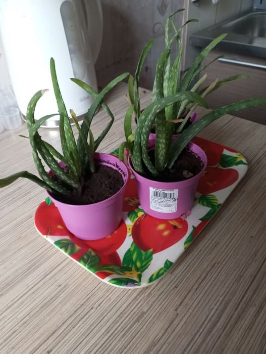 Nadwyżki Aloe Vera