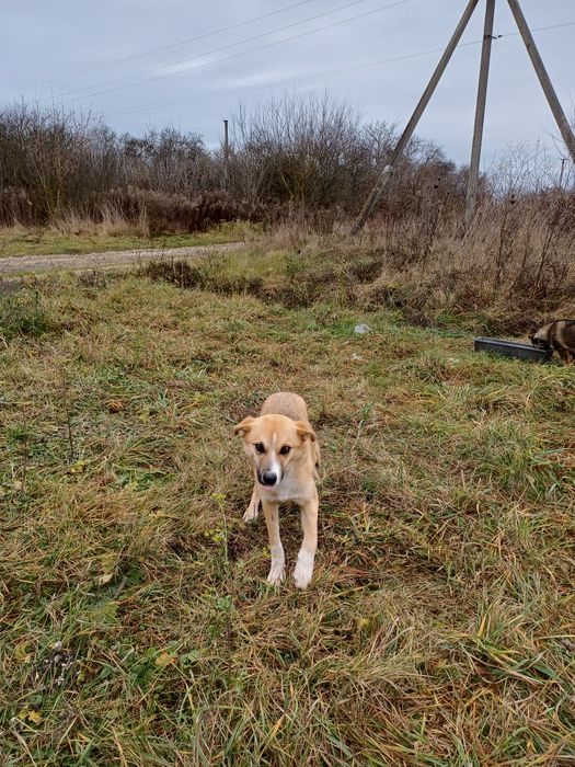 Віддам в добрі руки собаку ,сучка . Стерилізована