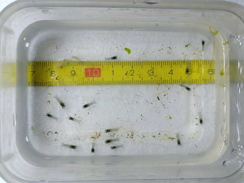 Młode raki Cambarellus texanus.