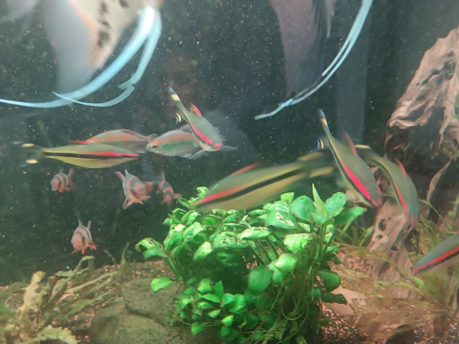 Peixes para venda